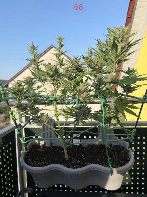 Banana. Week 10