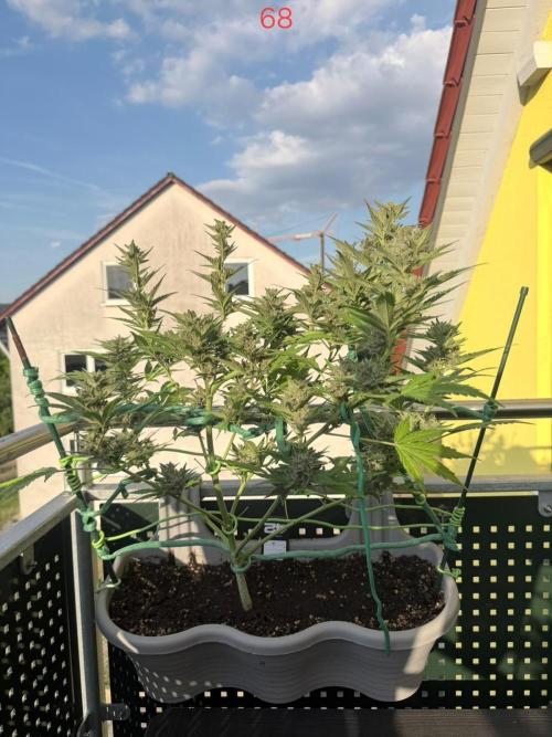 Banana. Week 10