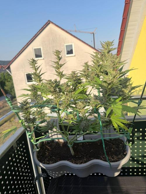 Banana. Week 10