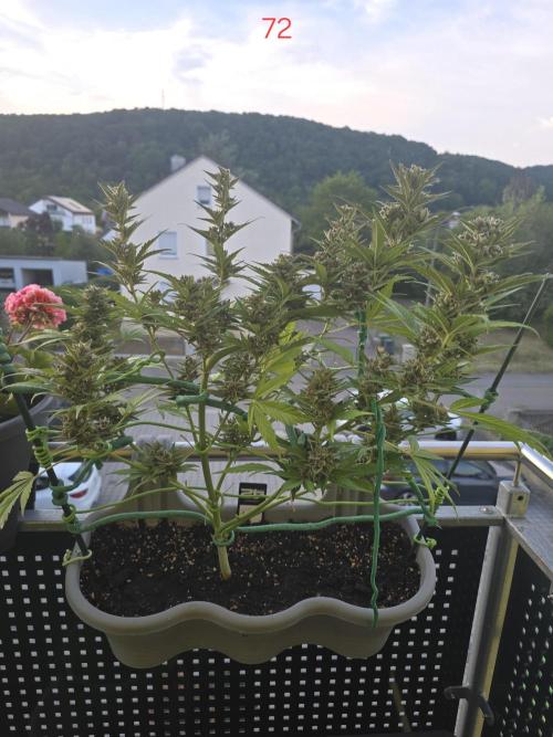 Banana. Week 11