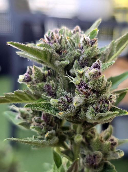 Banana. Week 11