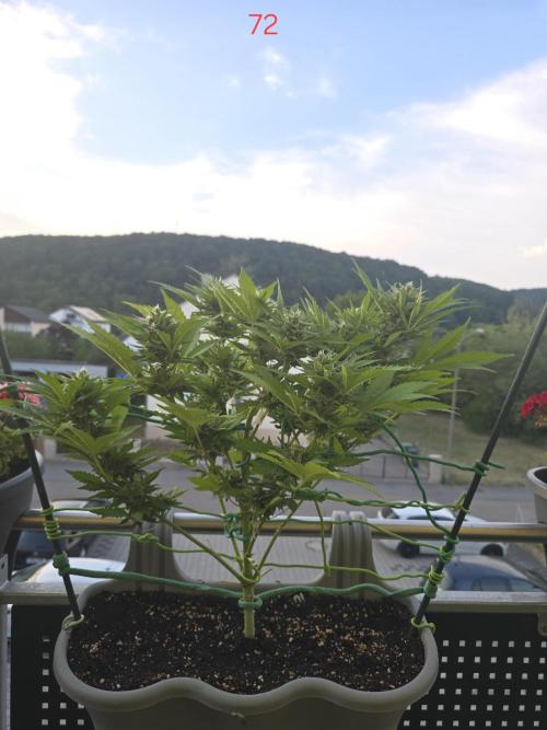 Apple. Week 11