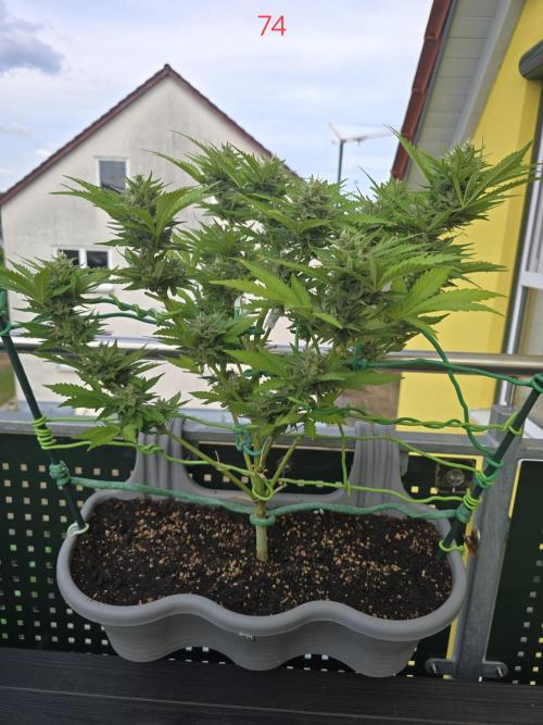 Apple. Week 11