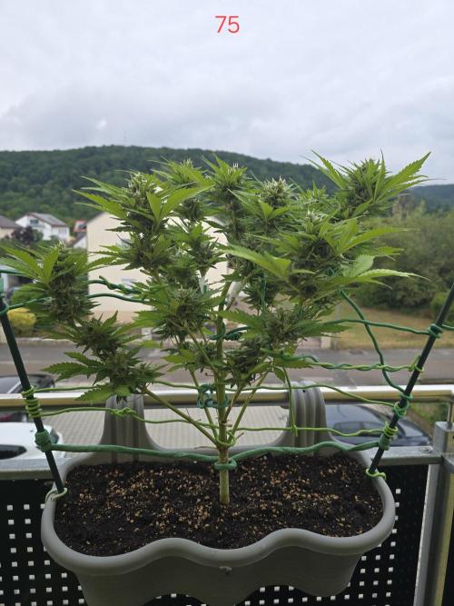 Apple. Week 11