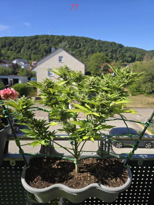 Apple. Week 11