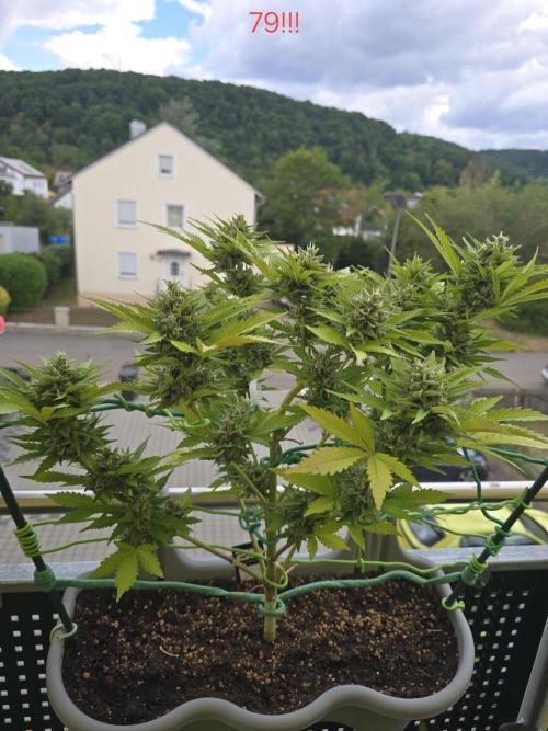 Apple. Week 12
