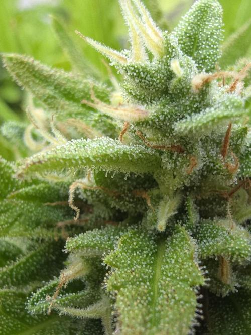 Apple. Week 12