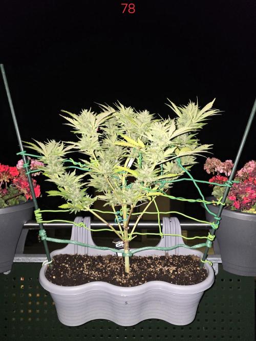 Apple. Week 12