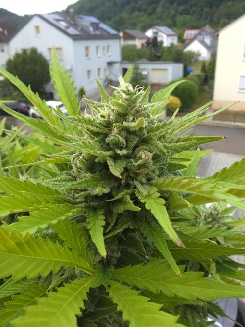 Apple. Week 12