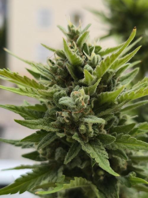 Apple. Week 12