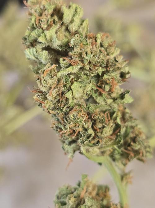 Apple. Week 12