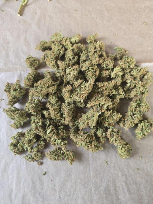 Apple. Week 12