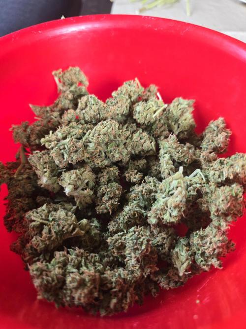 Apple. Week 12