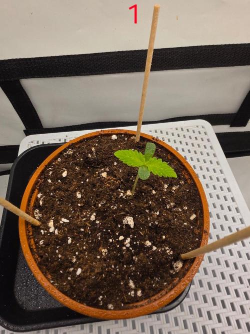 FB banana. Week 1