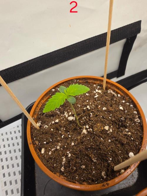 FB banana. Week 1