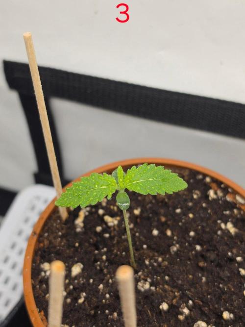 FB banana. Week 1