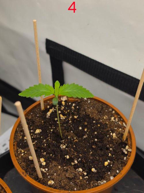 FB banana. Week 1