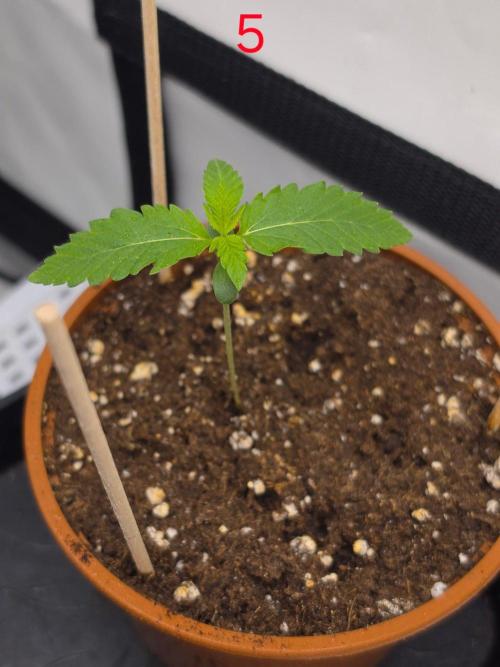 FB banana. Week 1