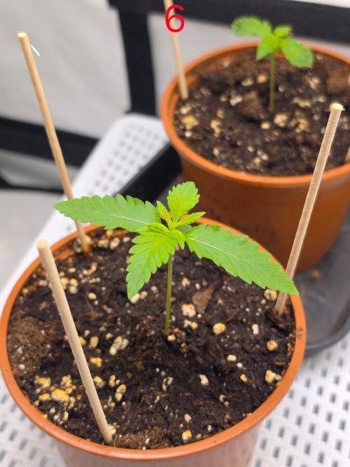 FB banana. Week 1
