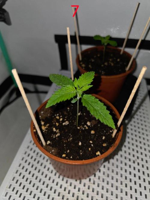 FB banana. Week 1
