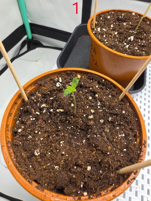 FB auto cookies. Week 1