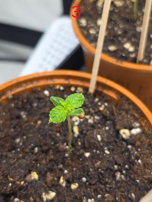 FB auto cookies. Week 1