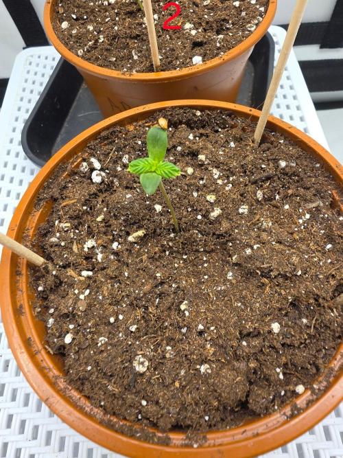 FB auto cookies. Week 1