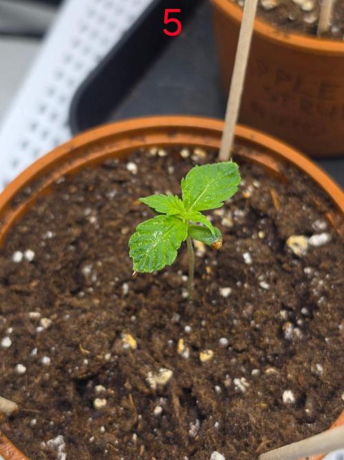 FB auto cookies. Week 1
