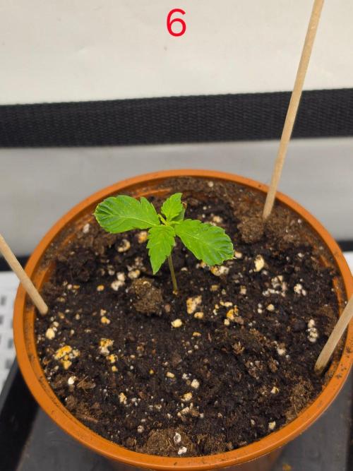 FB auto cookies. Week 1