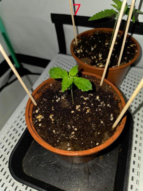 FB auto cookies. Week 1
