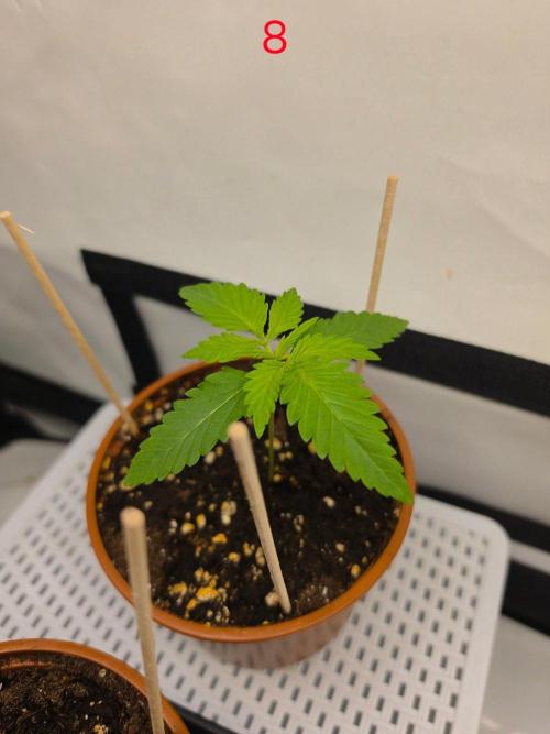 FB banana. Week 2