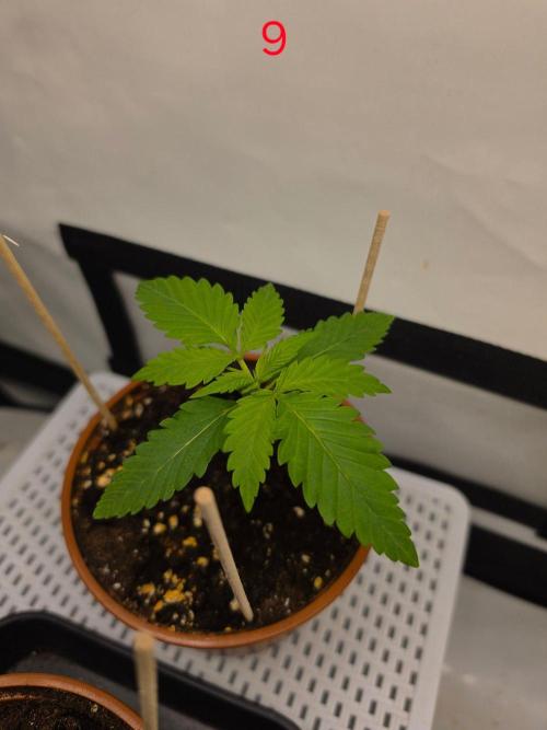 FB banana. Week 2