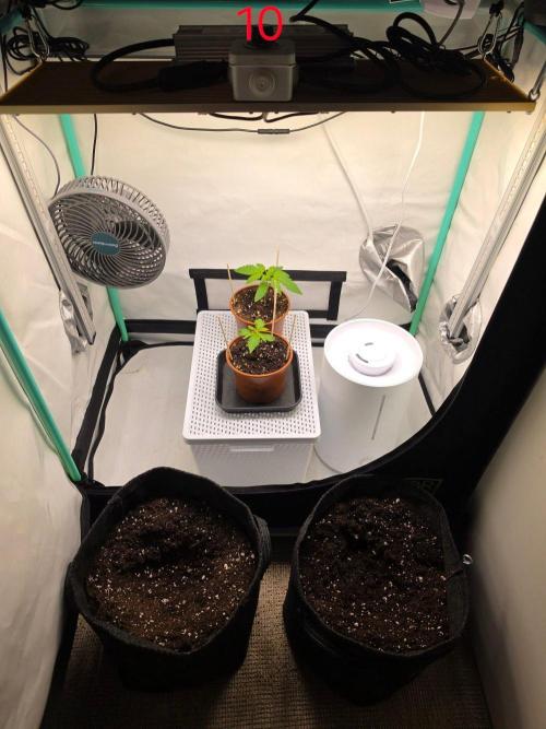 FB banana. Week 2