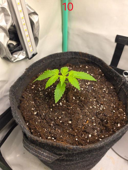 FB banana. Week 2