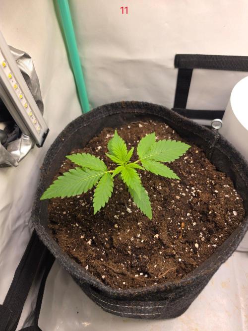 FB banana. Week 2