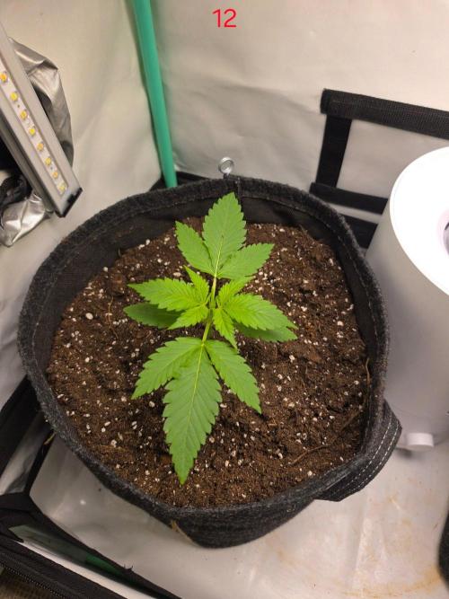 FB banana. Week 2