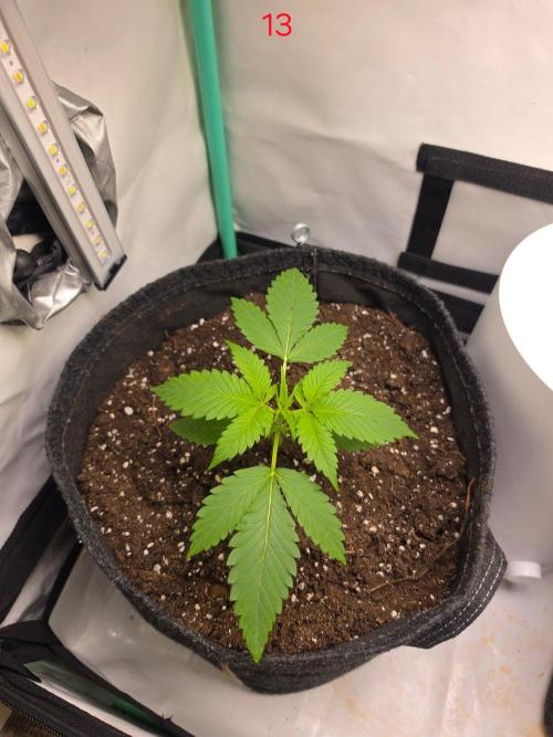 FB banana. Week 2