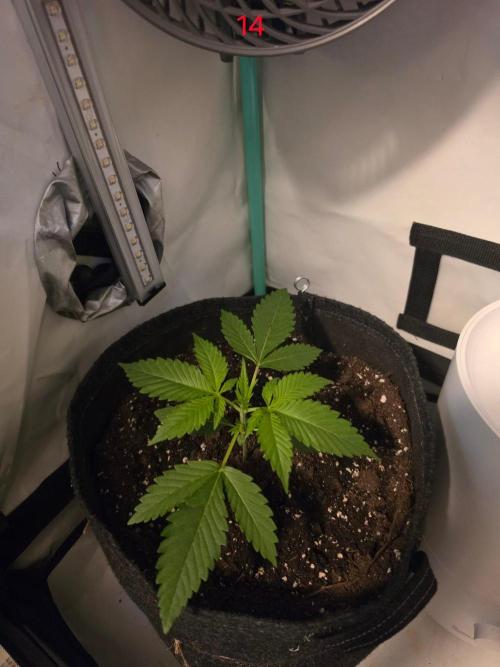 FB banana. Week 2