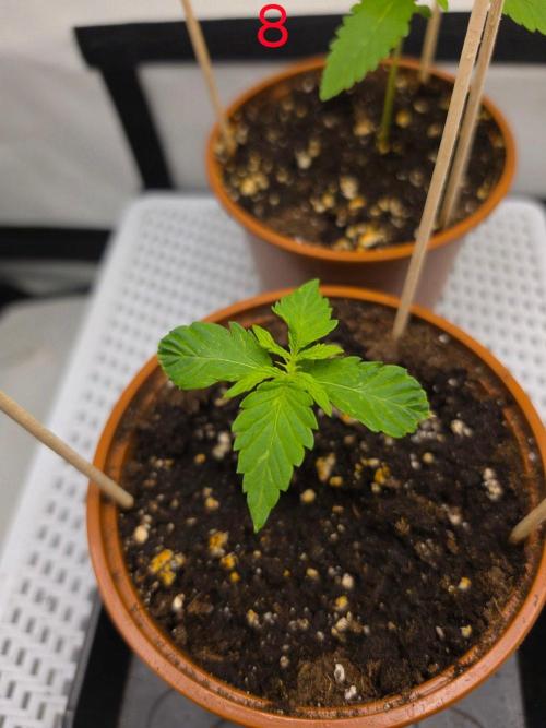 FB auto cookies. Week 2