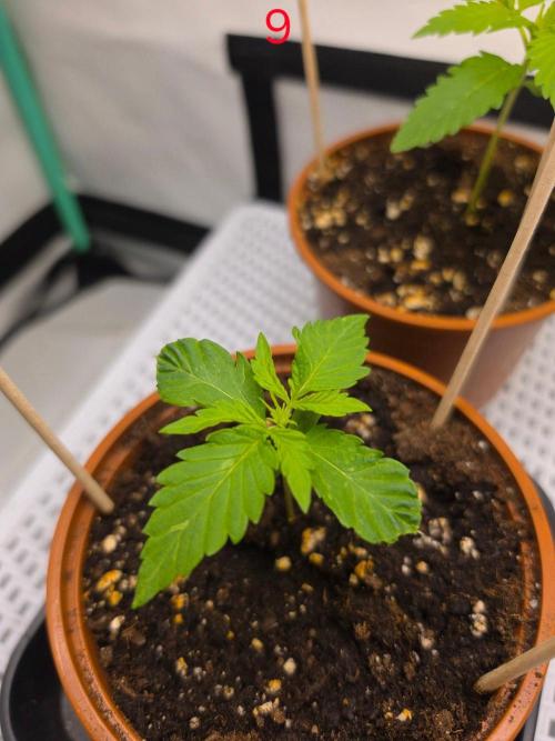 FB auto cookies. Week 2