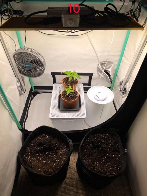 FB auto cookies. Week 2