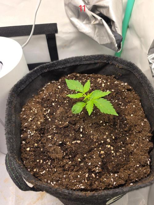 FB auto cookies. Week 2