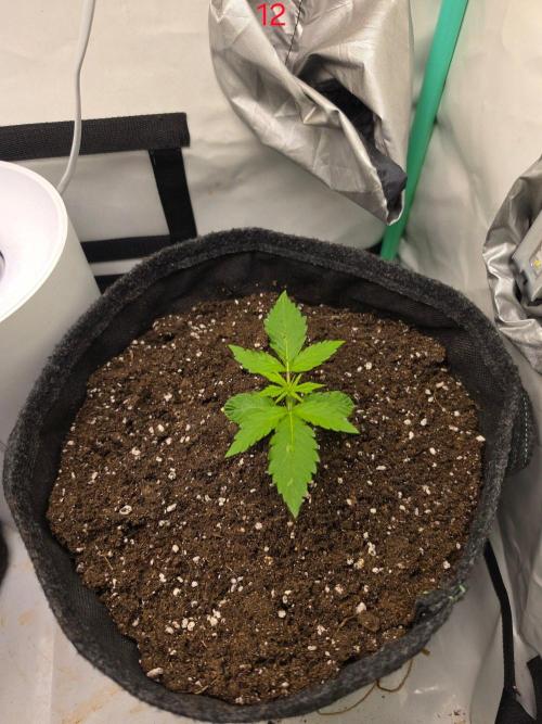 FB auto cookies. Week 2