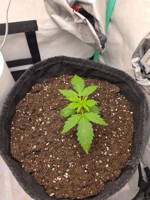 FB auto cookies. Week 2