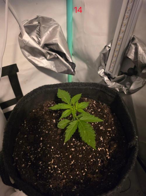 FB auto cookies. Week 2