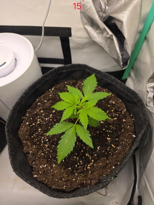 FB auto cookies. Week 3
