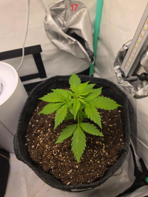 FB auto cookies. Week 3