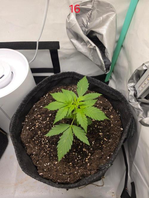 FB auto cookies. Week 3