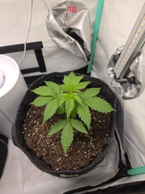 FB auto cookies. Week 3
