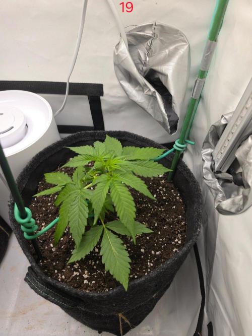 FB auto cookies. Week 3